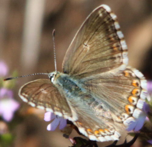 it can''t be Polyommatus hispanus but which Polyommatus? Polyommatus (Lysandra) coridon